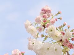 -天适樱花悠乐园