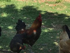 -鲁山国家森林公园