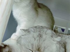 -喵的天空名猫咖啡馆·撸猫·猫舍·用品