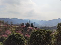 -新建村梅花
