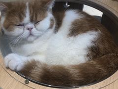 -飞行喵MR PILOT|猫舍·猫咖(静安大融城店)