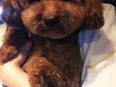 -瑞派福兴宠物医院犬猫全科·骨科·中西医结合(河东店)