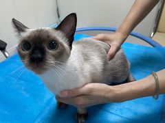 -喜多萌中农锦绣动物医院24H·猫科·牙科MRI·CT