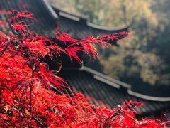 -虎跑公园