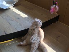 -CAT’S MEWSTAR CAFE·喵星球猫屋(晴湾咖啡店)