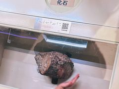 -正佳自然科学博物馆