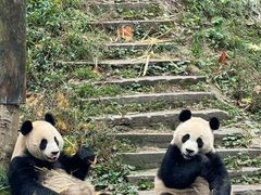 -中国大熊猫保护研究中心雅安碧峰峡基地