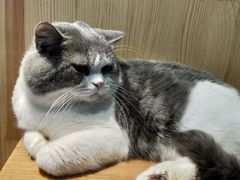 -more than meow吴止猫主题餐厅(承德 中船汇店)