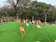 -上海野生动物园