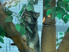 -青藏高原野生动物园