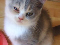 -集宠猫柠宠物生活馆