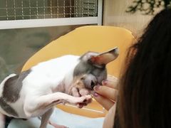 -藦茜花园宠物主题亲子互动体验馆(国顺东路店)