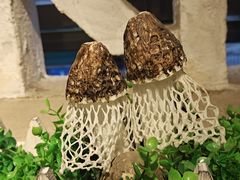 -菌极鲜野生菌火锅店(阳明祠店)