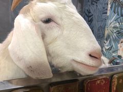 -上海大自然野生昆虫馆(东方明珠·爬宠昆虫探索中心)