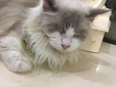 -共舞时光猫咖·狗咖(新街口店)