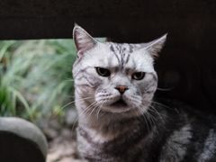 -龙华寺