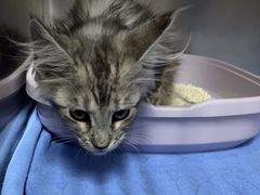 -格蕾宠物医院24H·猫科·肿瘤科·骨科中心(福州总院)
