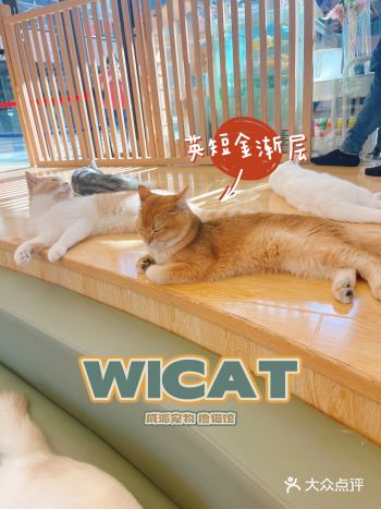 撸猫好去处☆WICAT威派宠物