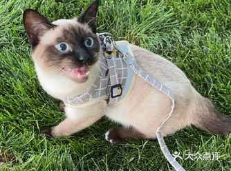 第一次溜猫，人比较多，蛋挞有点害怕，下次去个远点的地