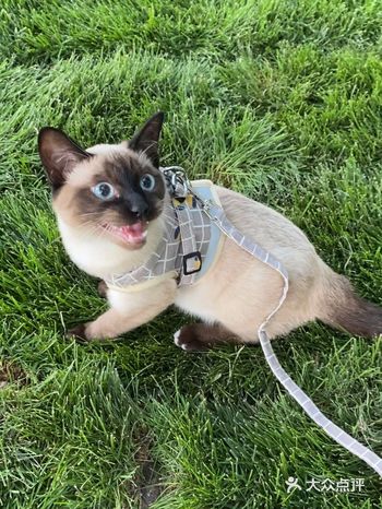 第一次溜猫，人比较多，蛋挞有点害怕，下次去个远点的地