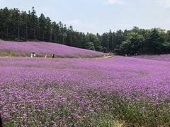 -大塘金香草谷