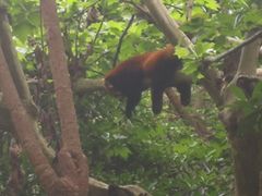 景点-成都大熊猫繁育研究基地