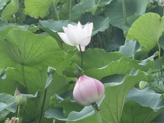 -莲花池公园