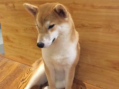 -柴务处·柴犬主题狗咖