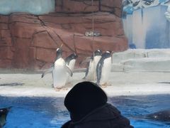 -海合安成都极地海洋公园