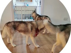 -Husky Go! 哈士奇体验馆·宠物咖啡厅狗咖