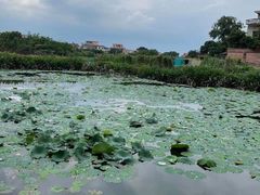-江门古劳水乡旅游区