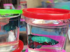 -清平路水族市场