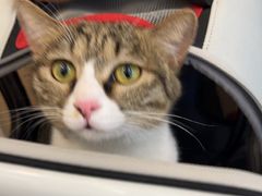 -瑞派·关忠动物医院·猫专科·犬专科(三环新城店)