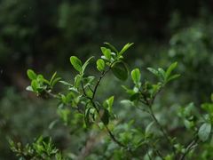 -华祥苑茶馆•国缤茶小蓝罐(普罗旺斯店)