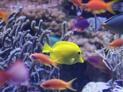 -西雅图水族馆
