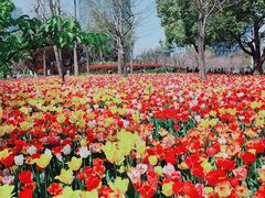 -大宁郁金香公园-停车场