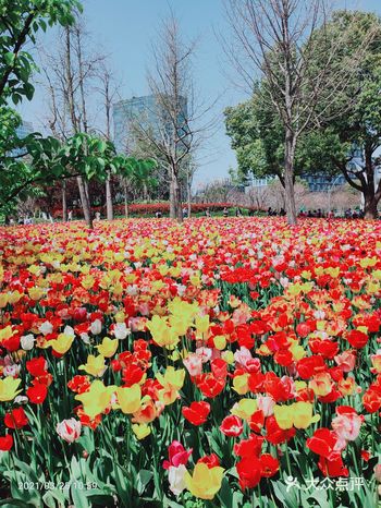 周四去 人超级无敌多 可能是到了看花的季节