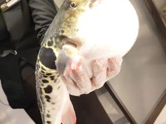 -鲐赏河豚(长寿店)