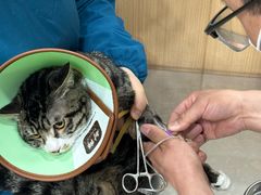 -米苏动物医院·犬猫专科·骨科外科内窥镜