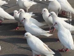 -天津妈祖文化园