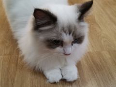 -滚猫咖啡·猫咖·猫友好撸猫(未来城店)