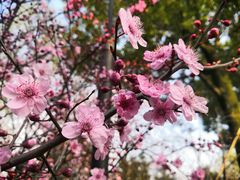 -金鸡湖桃花岛