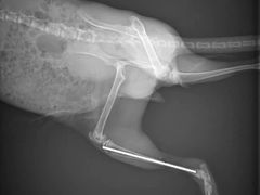 -菲尔斯特宠物医院