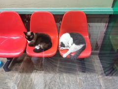 -猫咪博物馆(顶澳仔猫街店)