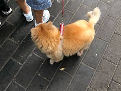-老回回烩面馆(左家庄店)