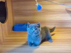 -猫十亿·布偶金渐层·曼基康矮脚猫舍(青年路店)