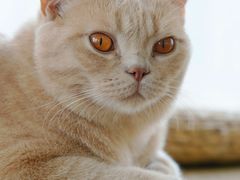 -Catmate·猫肥家润(金润铂宫店)