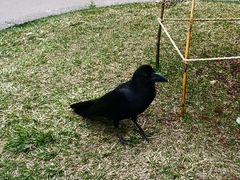 -北海道厅旧本厅舍(旧本庁舎)