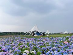 -空港花田景区