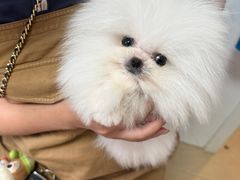 -宠爱多约克夏马尔济斯泰迪小型犬专卖